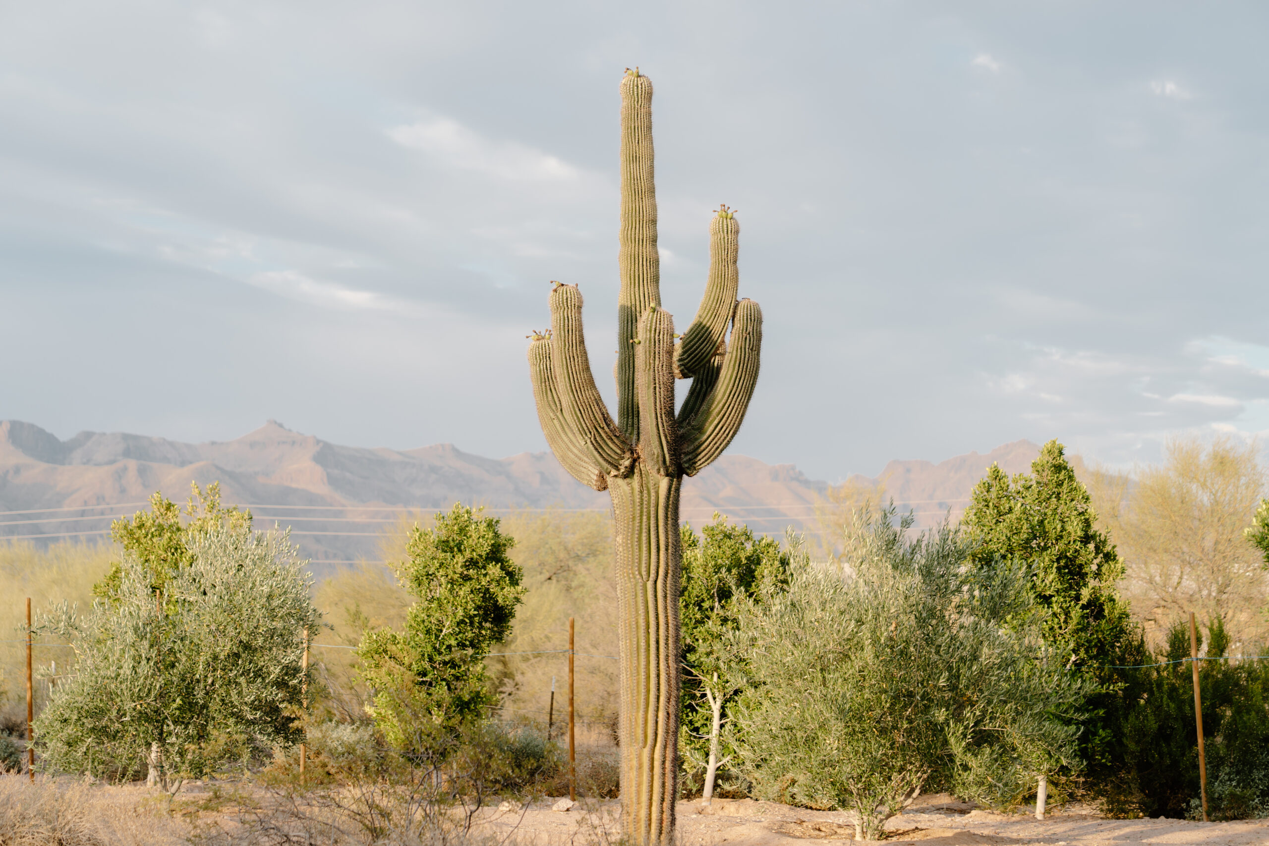 Tall saguaro cactus standing in the desert landscape with mountains in the background near the Desert View wedding venue.